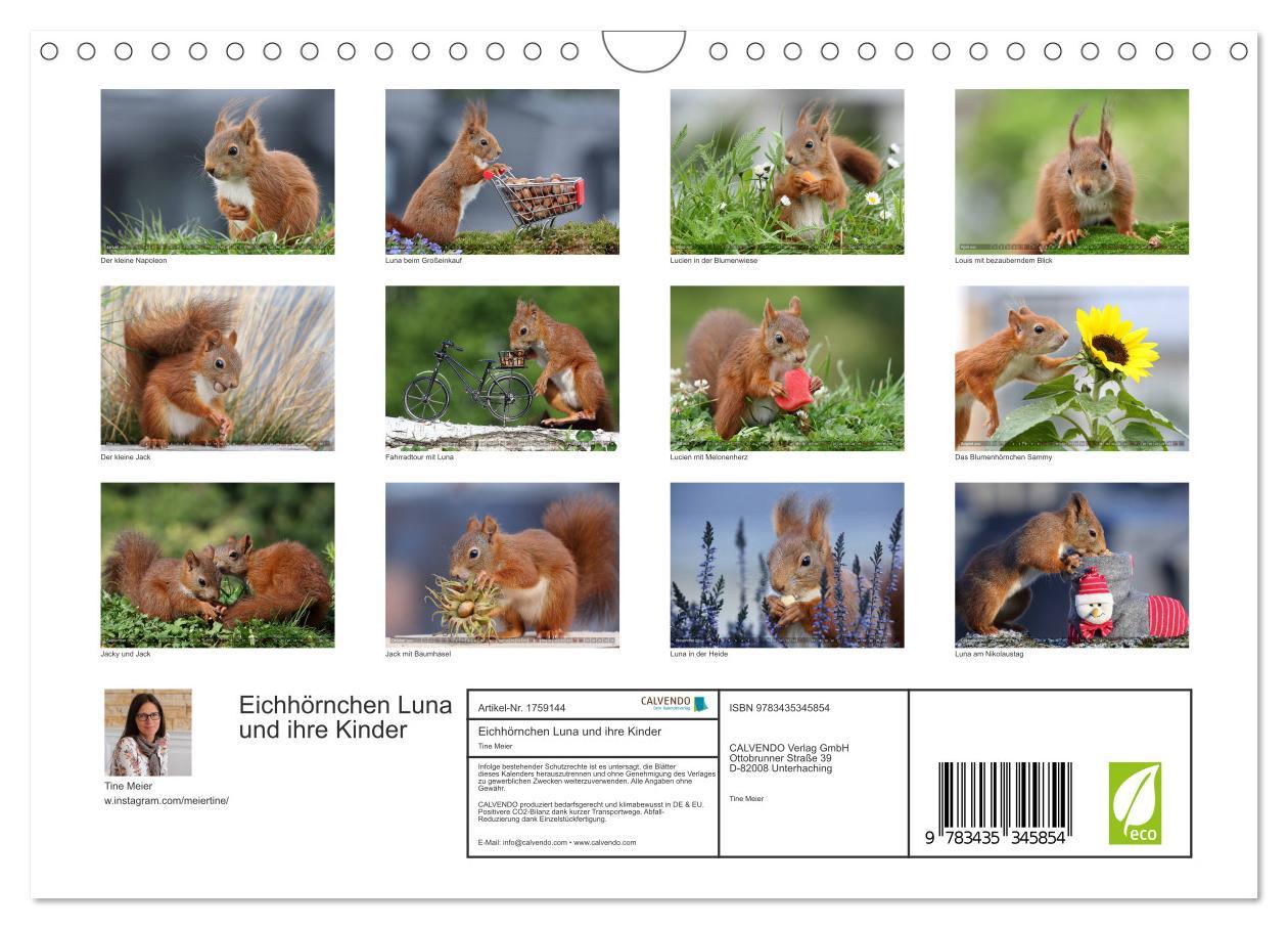 Bild: 9783435345854 | Eichhörnchen Luna und ihre Kinder (Wandkalender 2025 DIN A4 quer),...