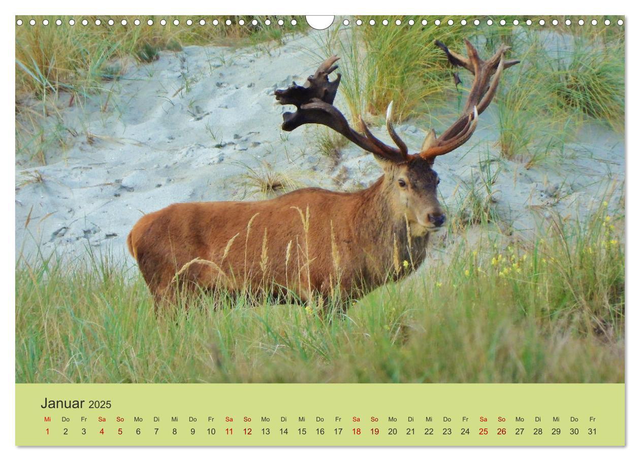 Bild: 9783435391455 | Küsten Hirsche - Rotwild auf dem Darß (Wandkalender 2025 DIN A3...