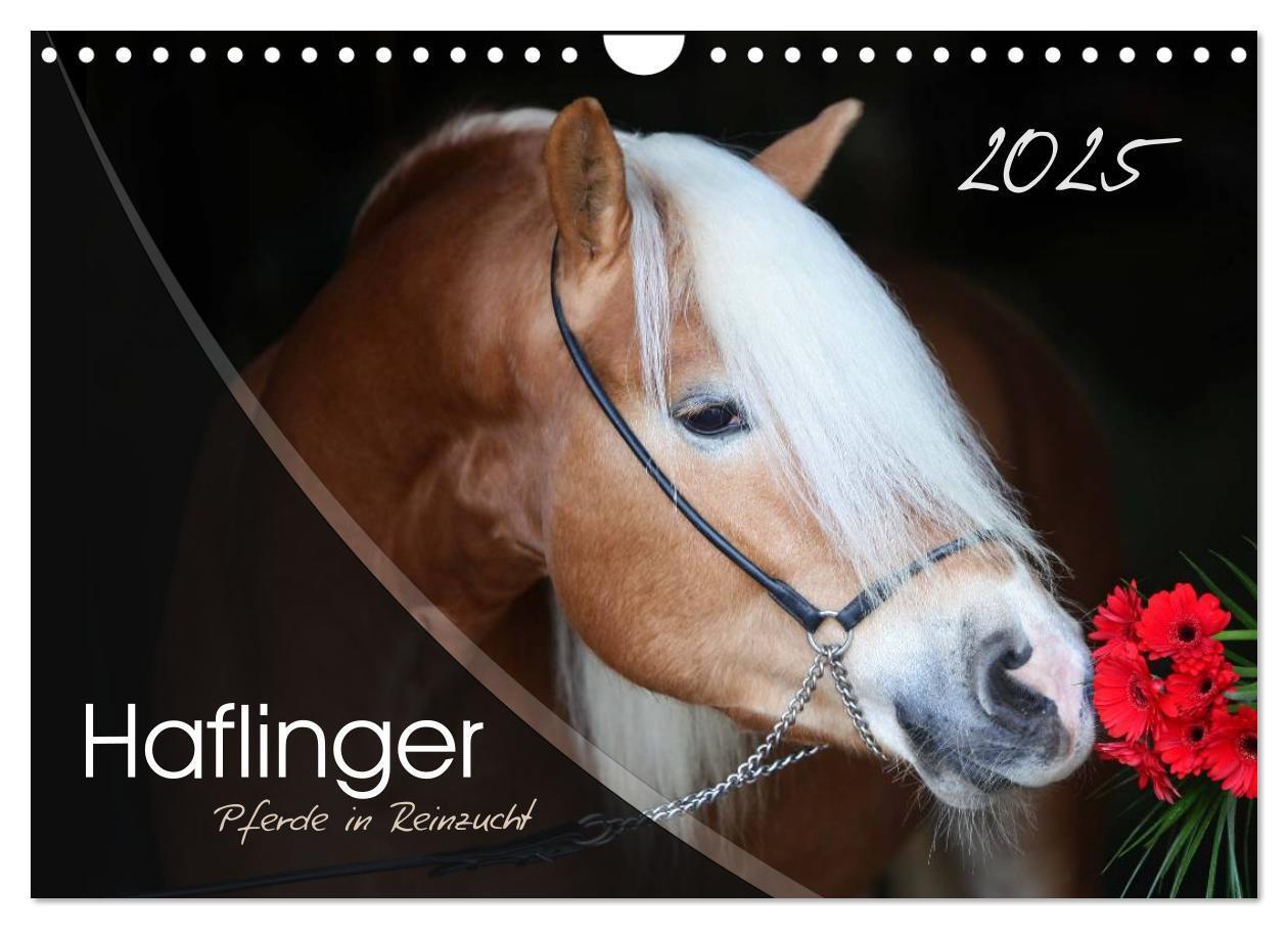 Cover: 9783435505494 | Haflinger-Pferde in Reinzucht (Wandkalender 2025 DIN A4 quer),...