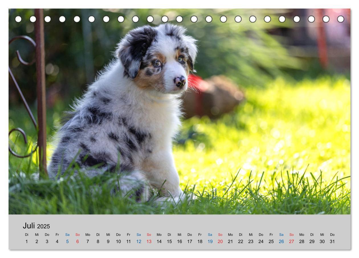 Bild: 9783435150335 | Australian Shepherd Welpen 2025 (Tischkalender 2025 DIN A5 quer),...