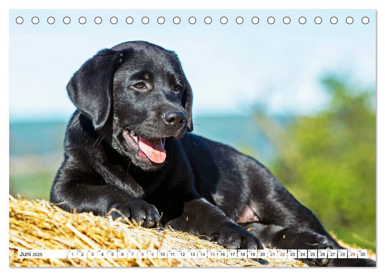 Bild: 9783435210121 | Labrador Retriever Welpen - Kleine Weltentdecker (Tischkalender...