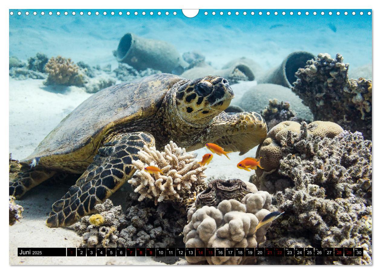 Bild: 9783435096312 | Naturwunder im Roten Meer (Wandkalender 2025 DIN A3 quer), CALVENDO...