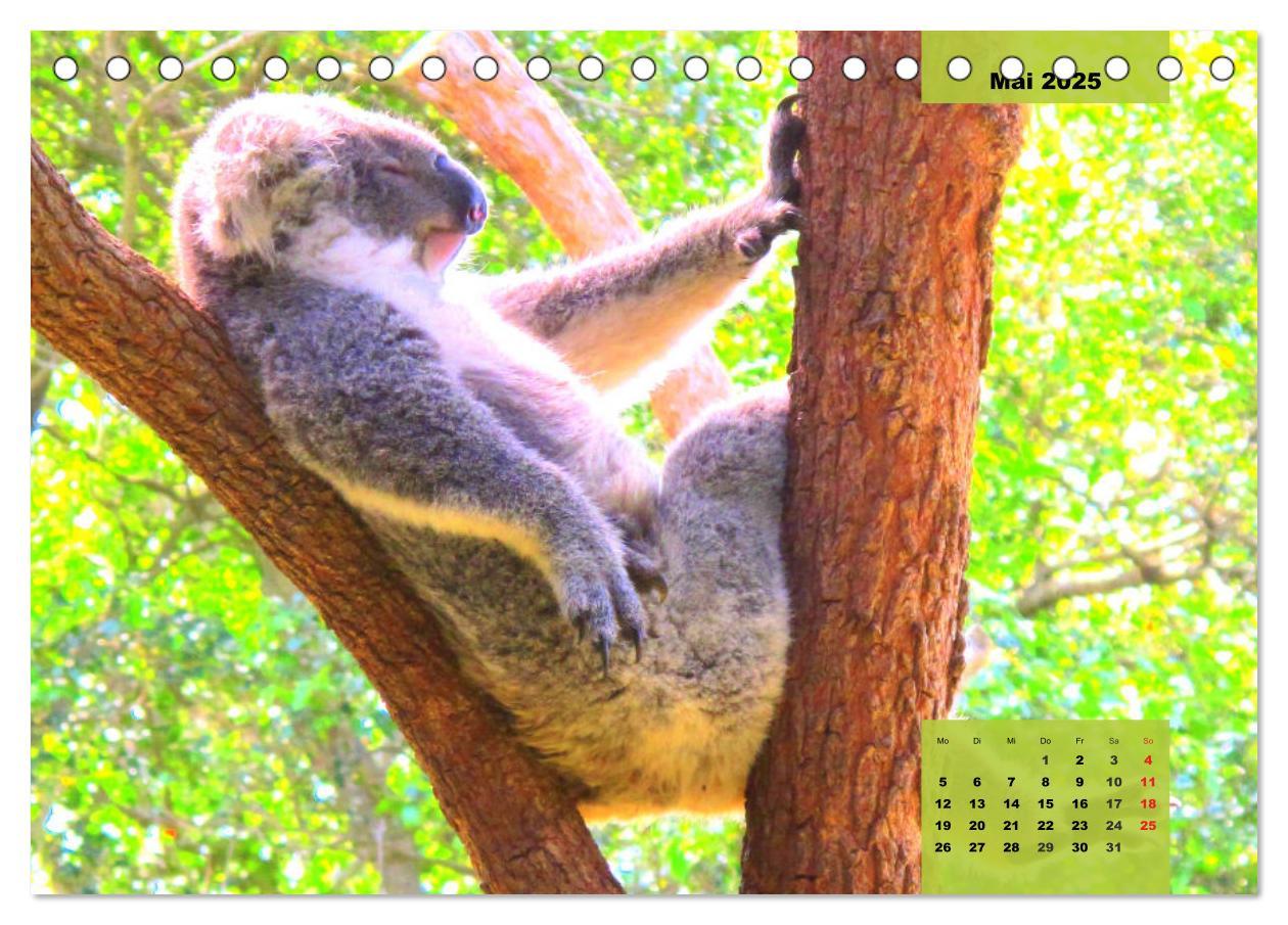 Bild: 9783435049752 | Koalas. Teddy-Alarm! (Tischkalender 2025 DIN A5 quer), CALVENDO...