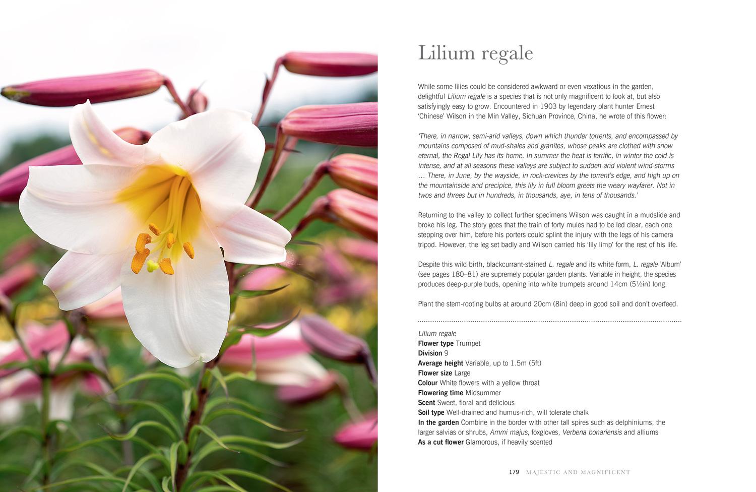 Bild: 9781911663003 | Lilies | Beautiful Varieties for Home and Garden | Naomi Slade | Buch