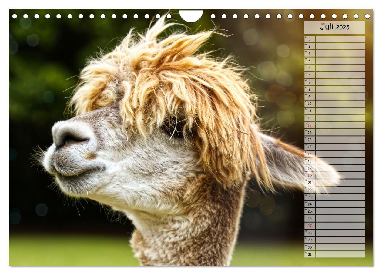 Bild: 9783383983924 | Alpaka, coole Typen mit wilden Frisuren (Wandkalender 2025 DIN A4...