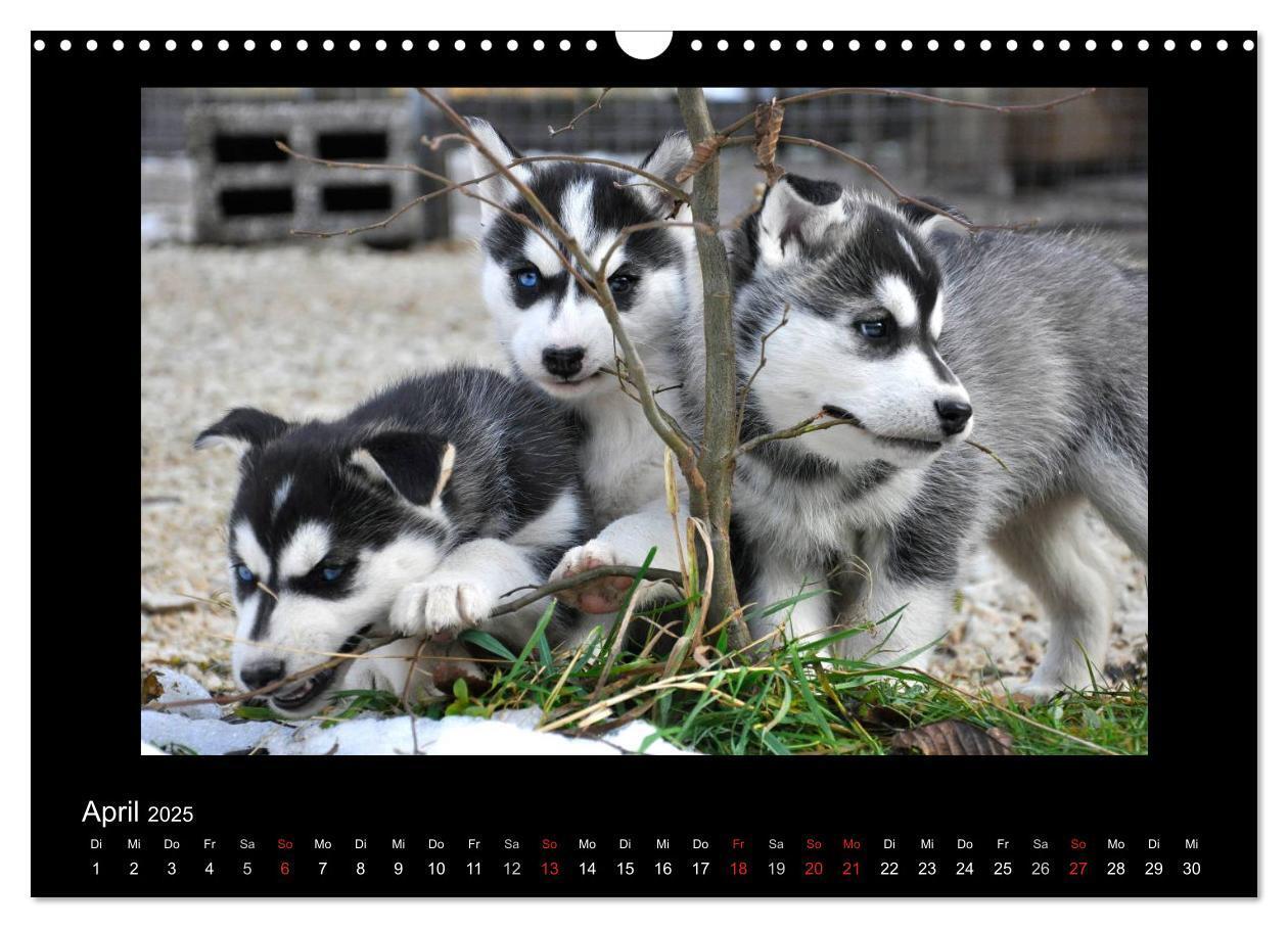 Bild: 9783435837342 | Husky-Kalender (Wandkalender 2025 DIN A3 quer), CALVENDO...