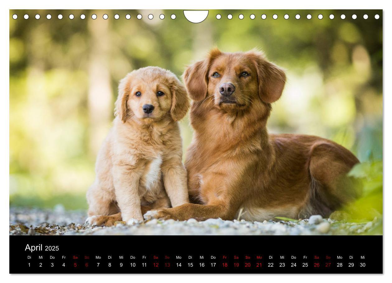 Bild: 9783435392919 | Toller - Nova Scotia Duck Tolling Retriever (Wandkalender 2025 DIN...