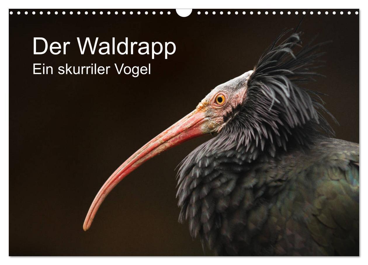 Cover: 9783435136421 | Der Waldrapp - Ein skurriler Vogel (Wandkalender 2025 DIN A3 quer),...