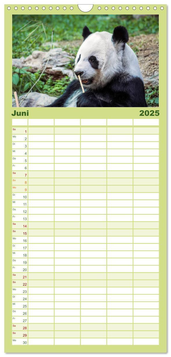 Bild: 9783457116166 | Familienplaner 2025 - Niedlicher Panda mit 5 Spalten (Wandkalender,...