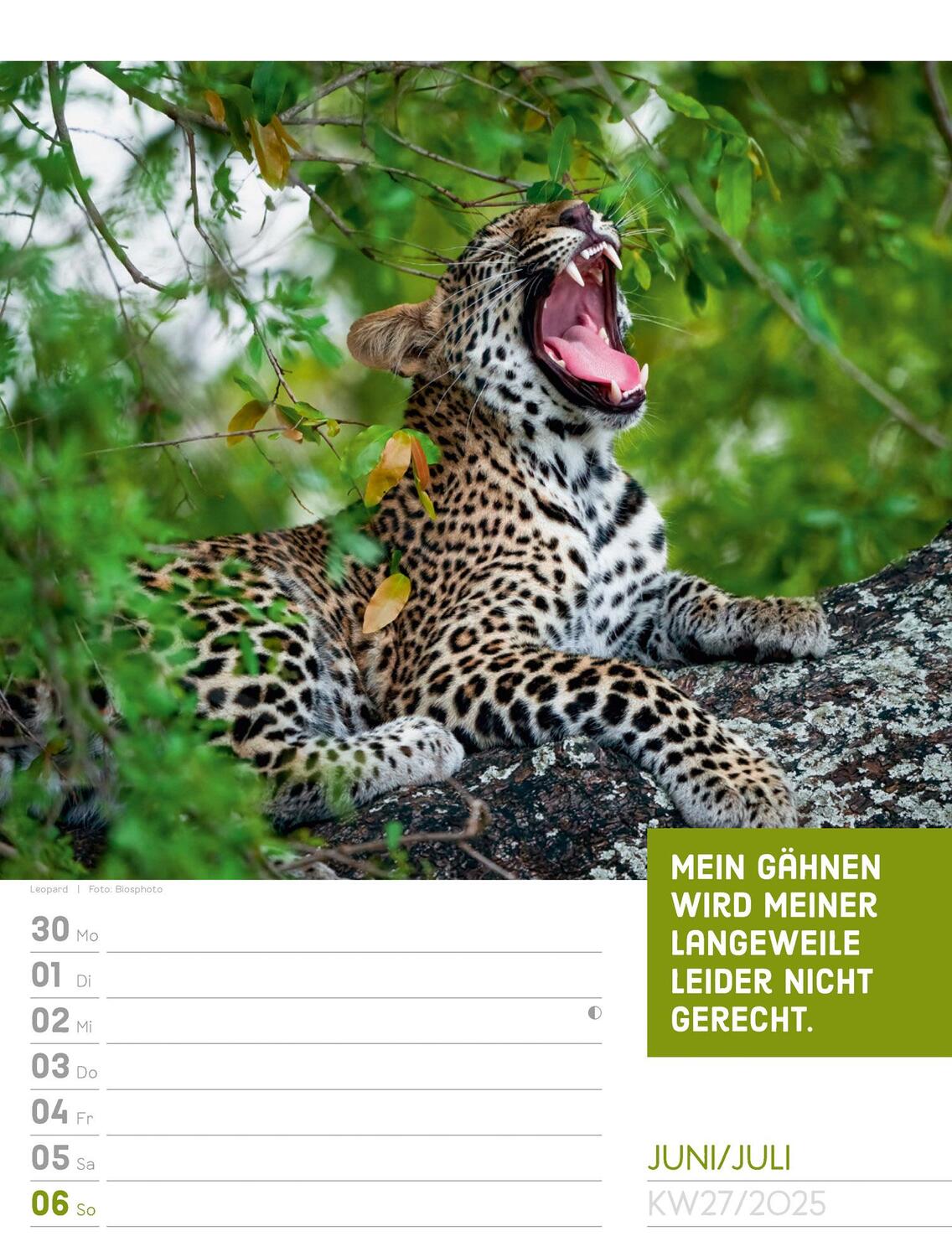 Bild: 9783838425962 | Tierisch! Sprüchekalender - Wochenplaner Kalender 2025 | Kunstverlag