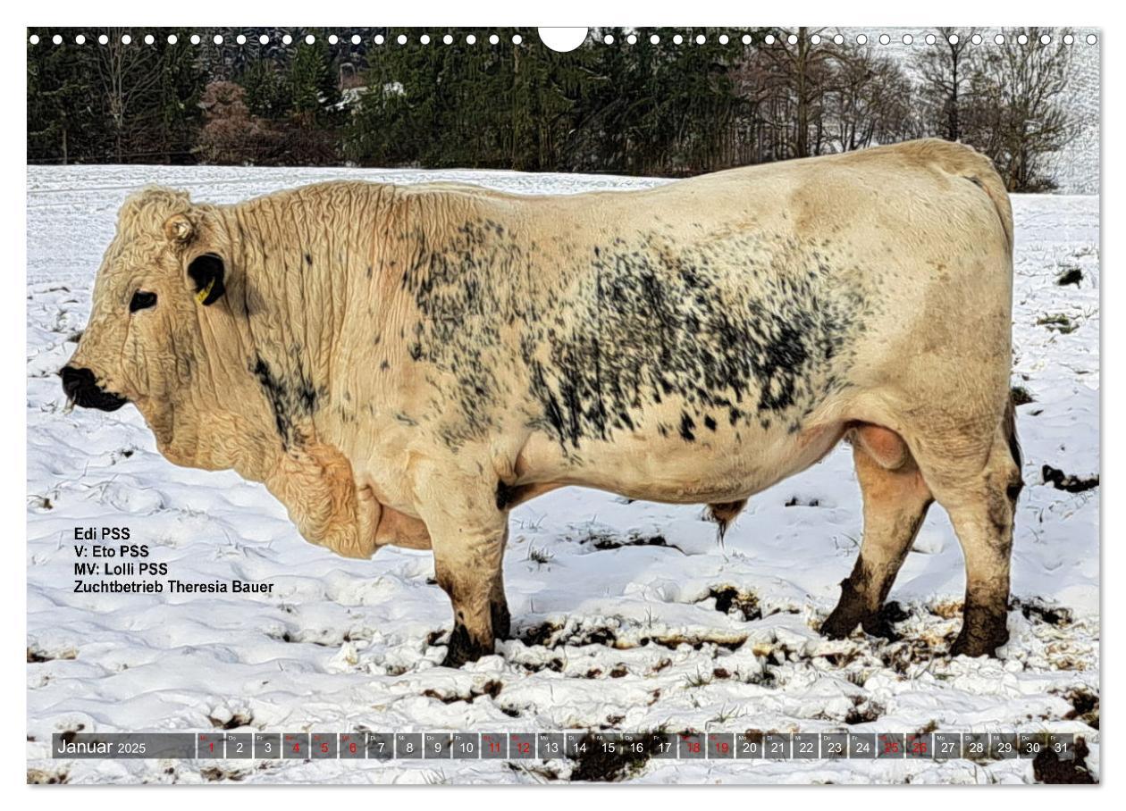 Bild: 9783457232767 | Pustertaler Sprinzen und Schecken in Österreich (Wandkalender 2025...