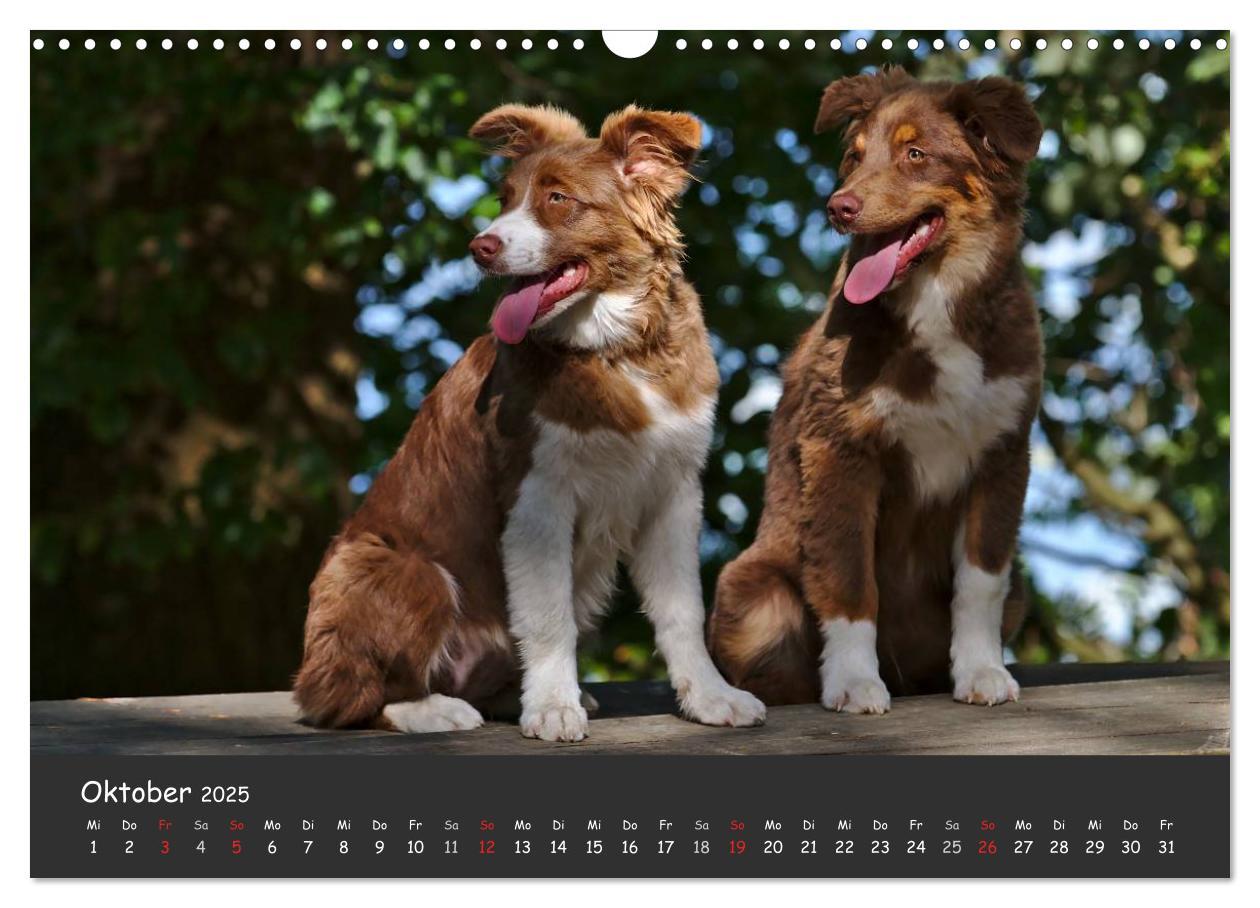 Bild: 9783435582327 | Australian Shepherd - Augenblicke (Wandkalender 2025 DIN A3 quer),...