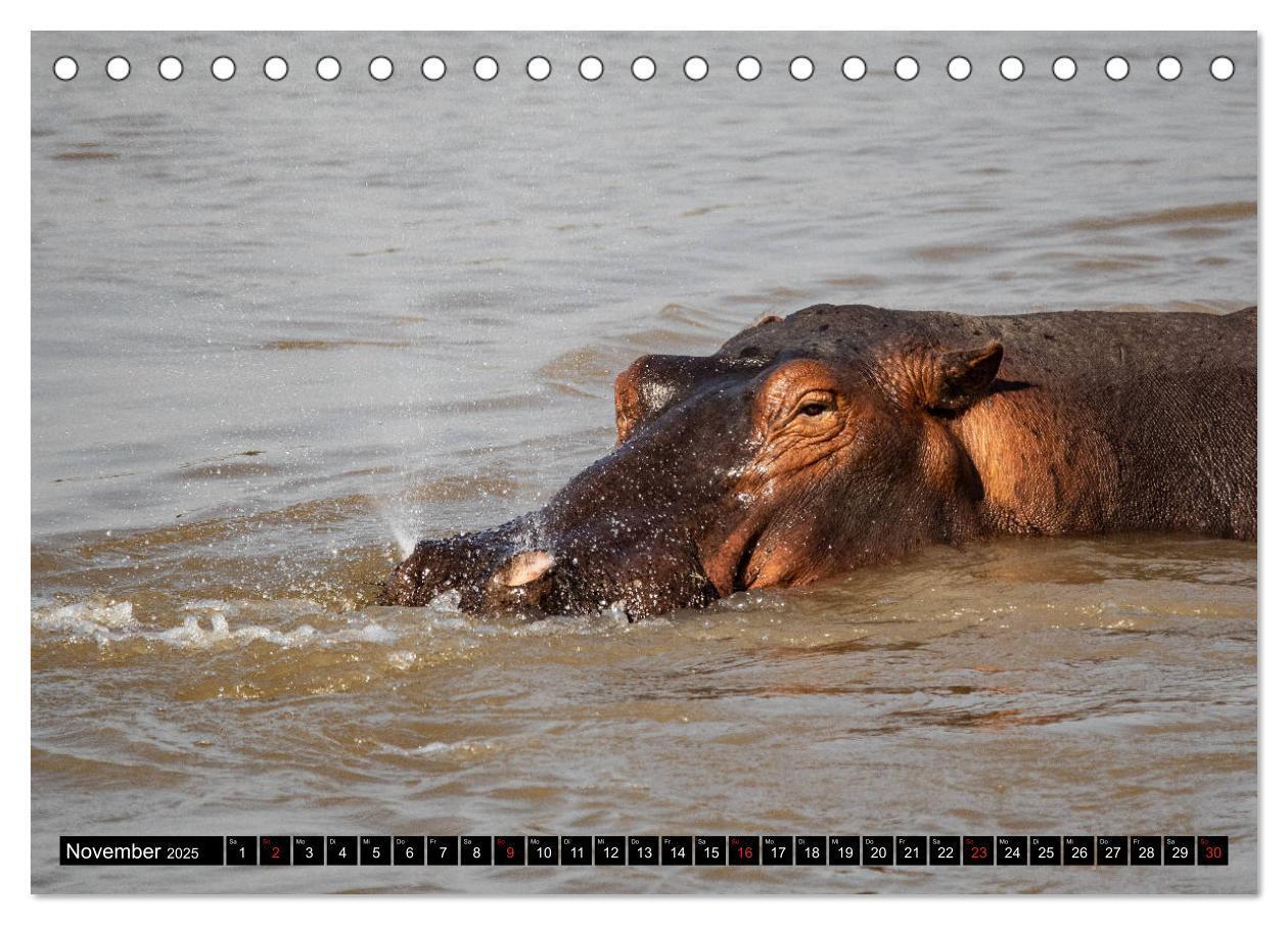 Bild: 9783435298242 | Hippos im südlichen Afrika (Tischkalender 2025 DIN A5 quer),...