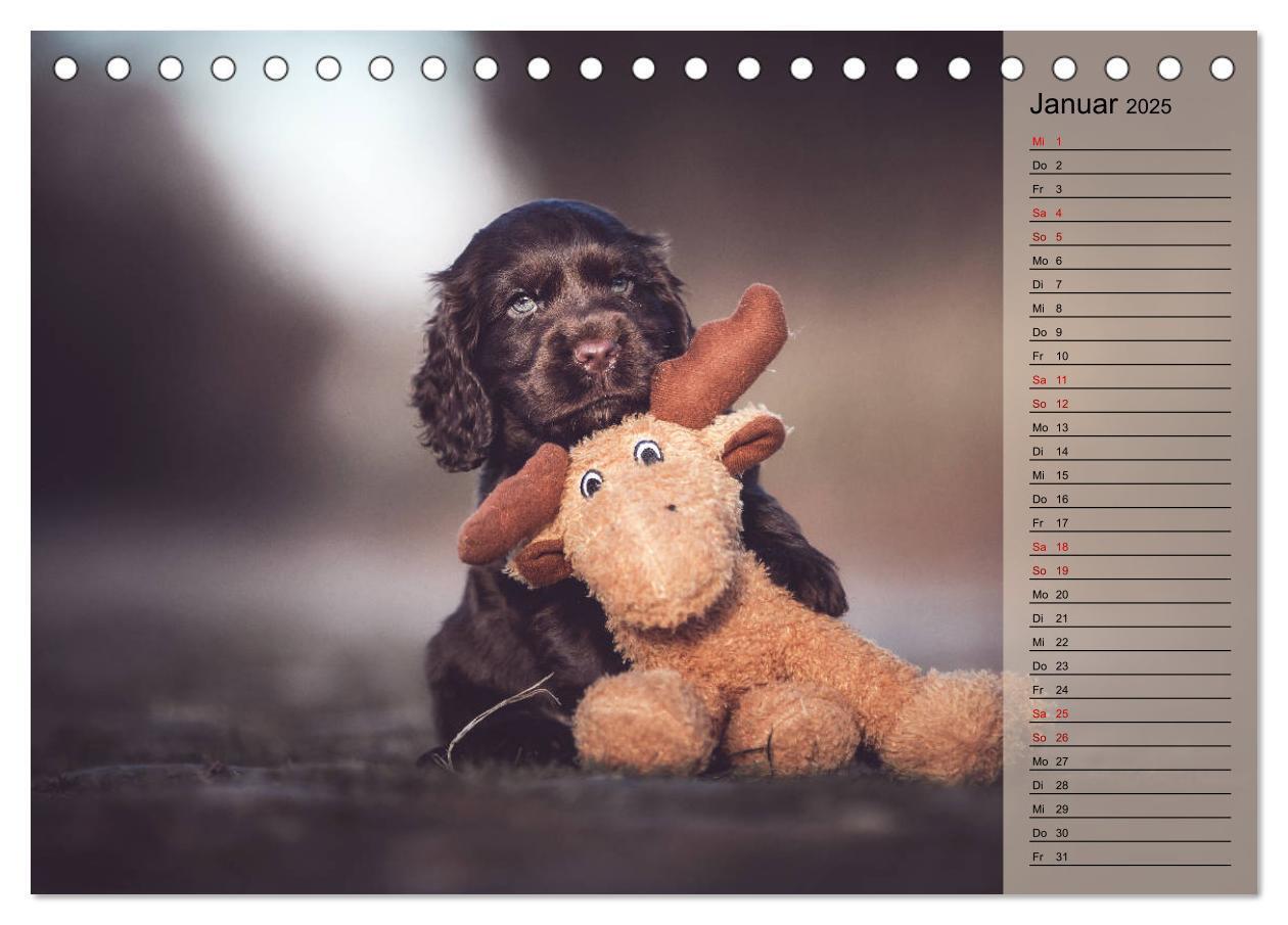 Bild: 9783435328925 | Englische Cocker Spaniel Welpen (Tischkalender 2025 DIN A5 quer),...