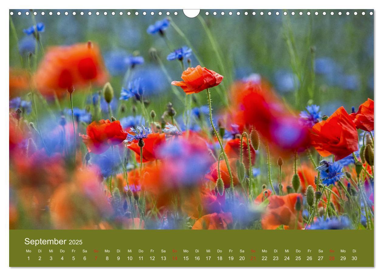 Bild: 9783435122516 | Mohnblumen Romantik (Wandkalender 2025 DIN A3 quer), CALVENDO...