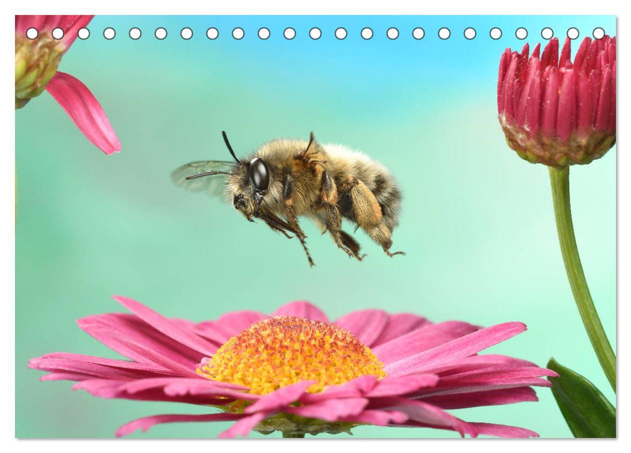 Bild: 9783435219681 | Sechs Beine in der Luft - Wildbienen im Flug (Tischkalender 2025...