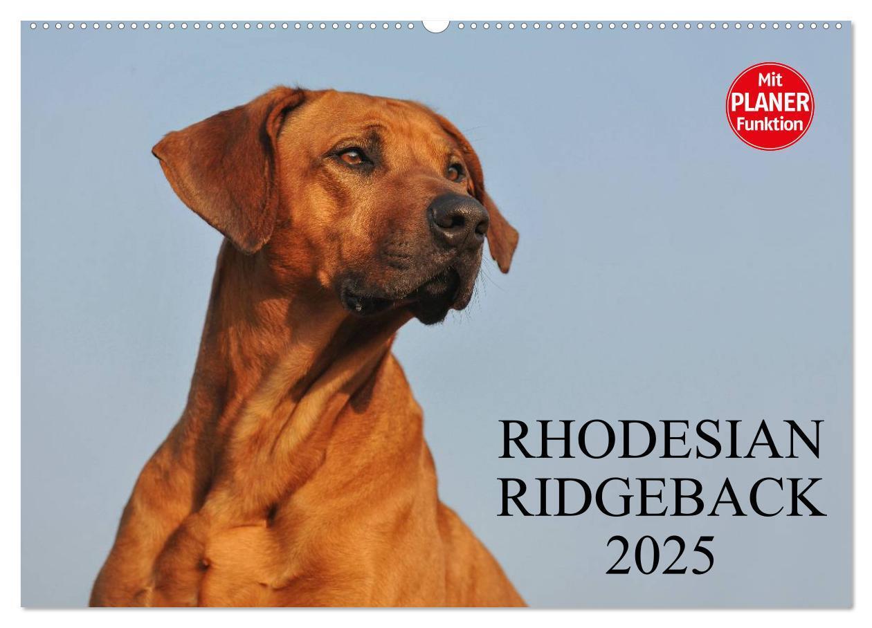 Cover: 9783435540570 | Rhodesian Ridgeback 2025 (Wandkalender 2025 DIN A2 quer), CALVENDO...