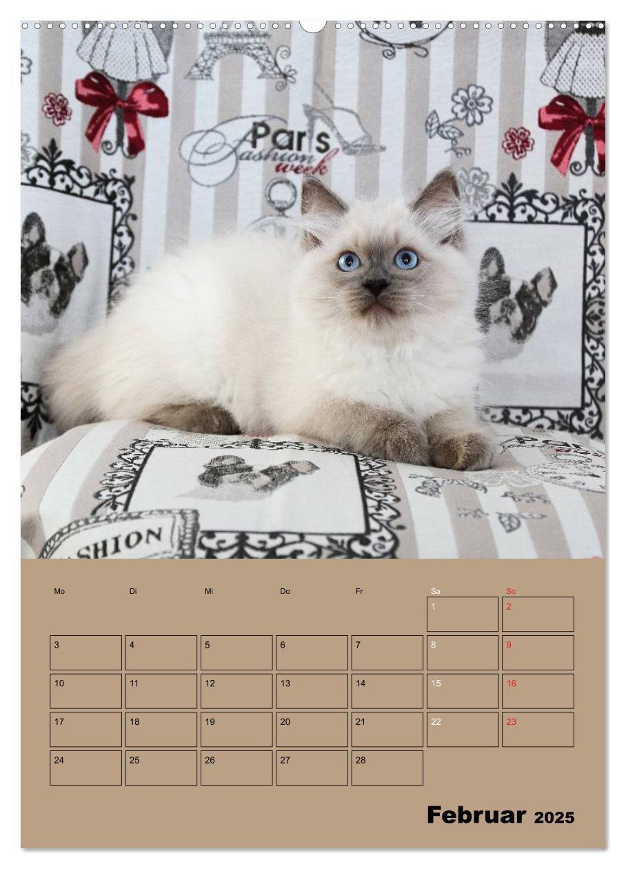 Bild: 9783457012505 | Ragdolls zum Verlieben (Wandkalender 2025 DIN A2 hoch), CALVENDO...