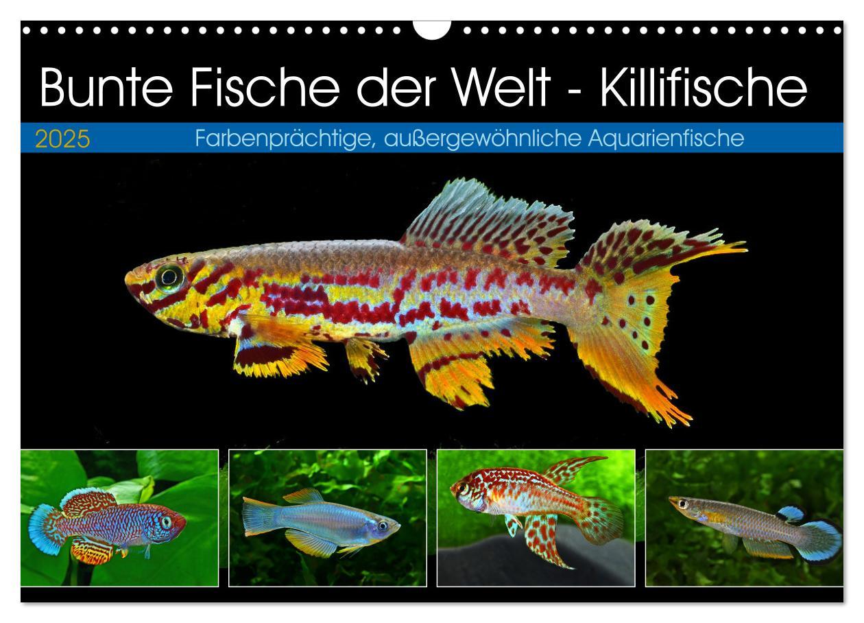 Cover: 9783435521715 | Bunte Fische der Welt - Killifische (Wandkalender 2025 DIN A3...