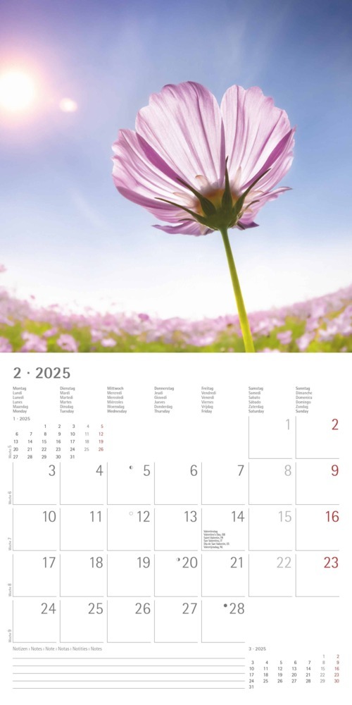 Bild: 4251732340902 | Alpha Edition - Sunny Moments 2025 Broschürenkalender, 30x30cm,...