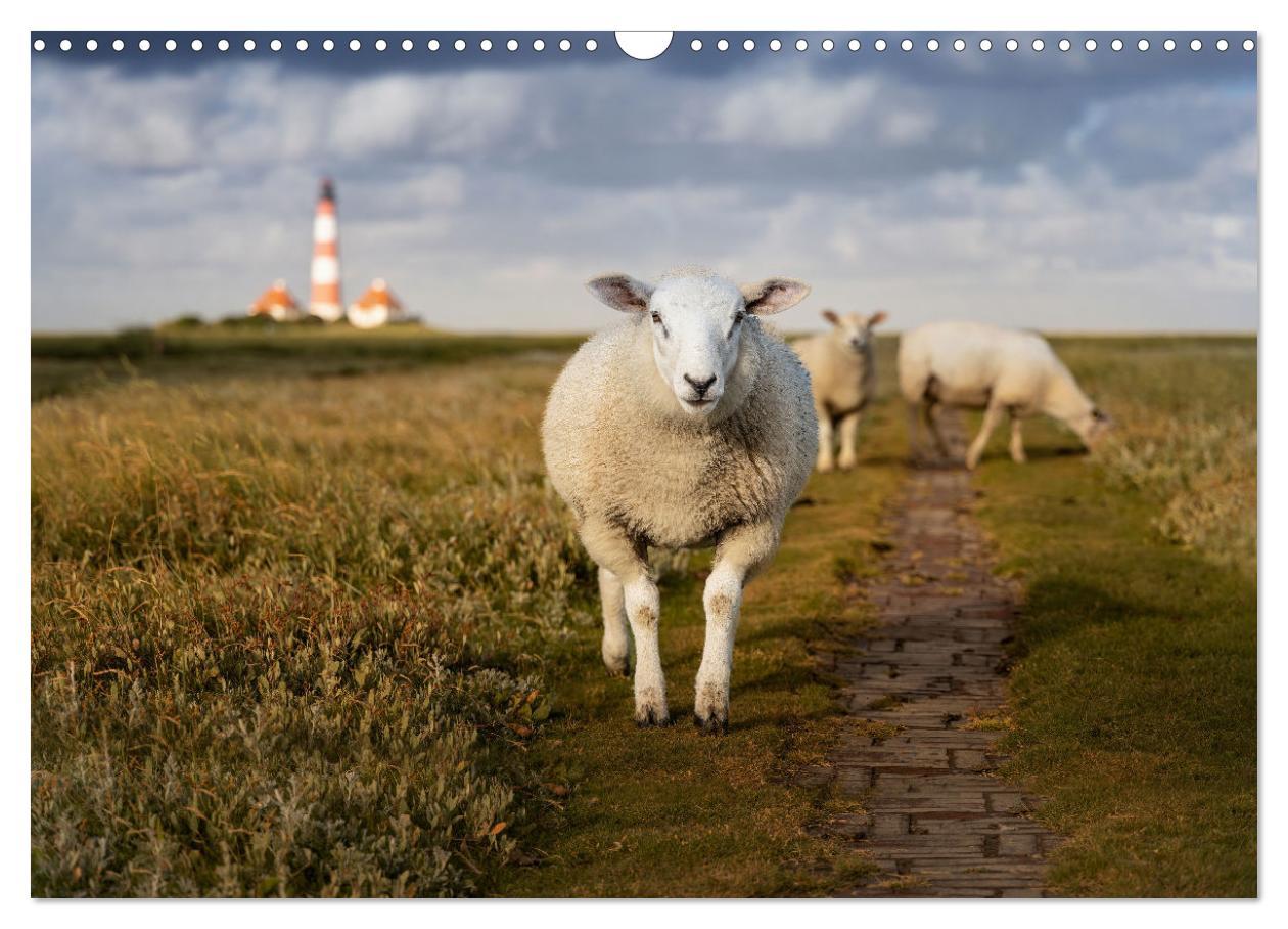 Bild: 9783383951596 | Wunderschönes Eiderstedt (Wandkalender 2025 DIN A3 quer), CALVENDO...