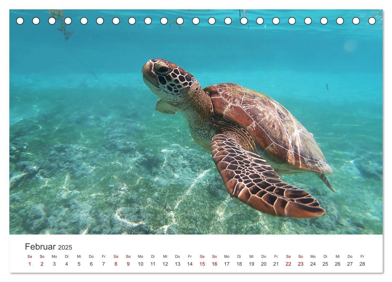 Bild: 9783383996610 | Schildkröten - Die gepanzerten Tiere. (Tischkalender 2025 DIN A5...