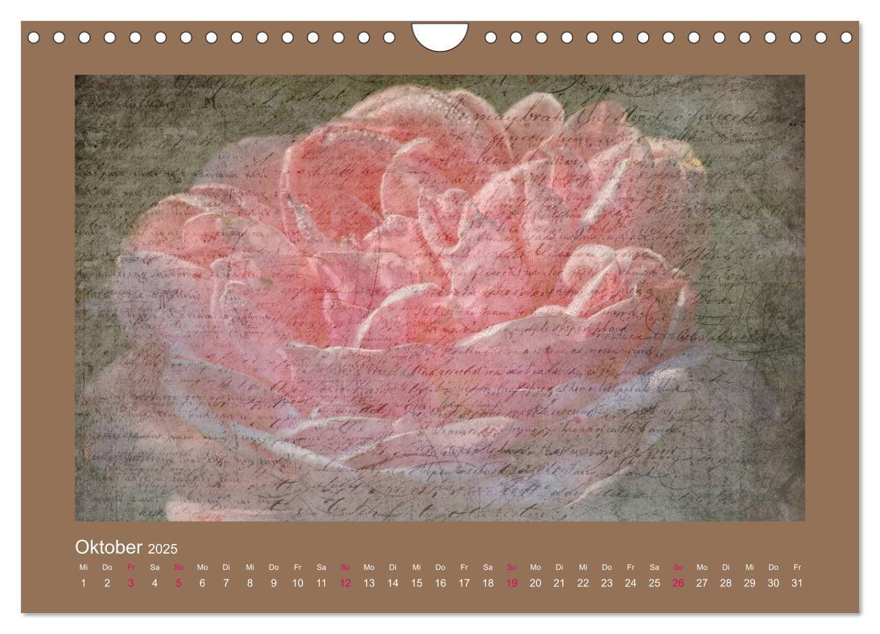 Bild: 9783435737475 | Romantische Rosen (Wandkalender 2025 DIN A4 quer), CALVENDO...