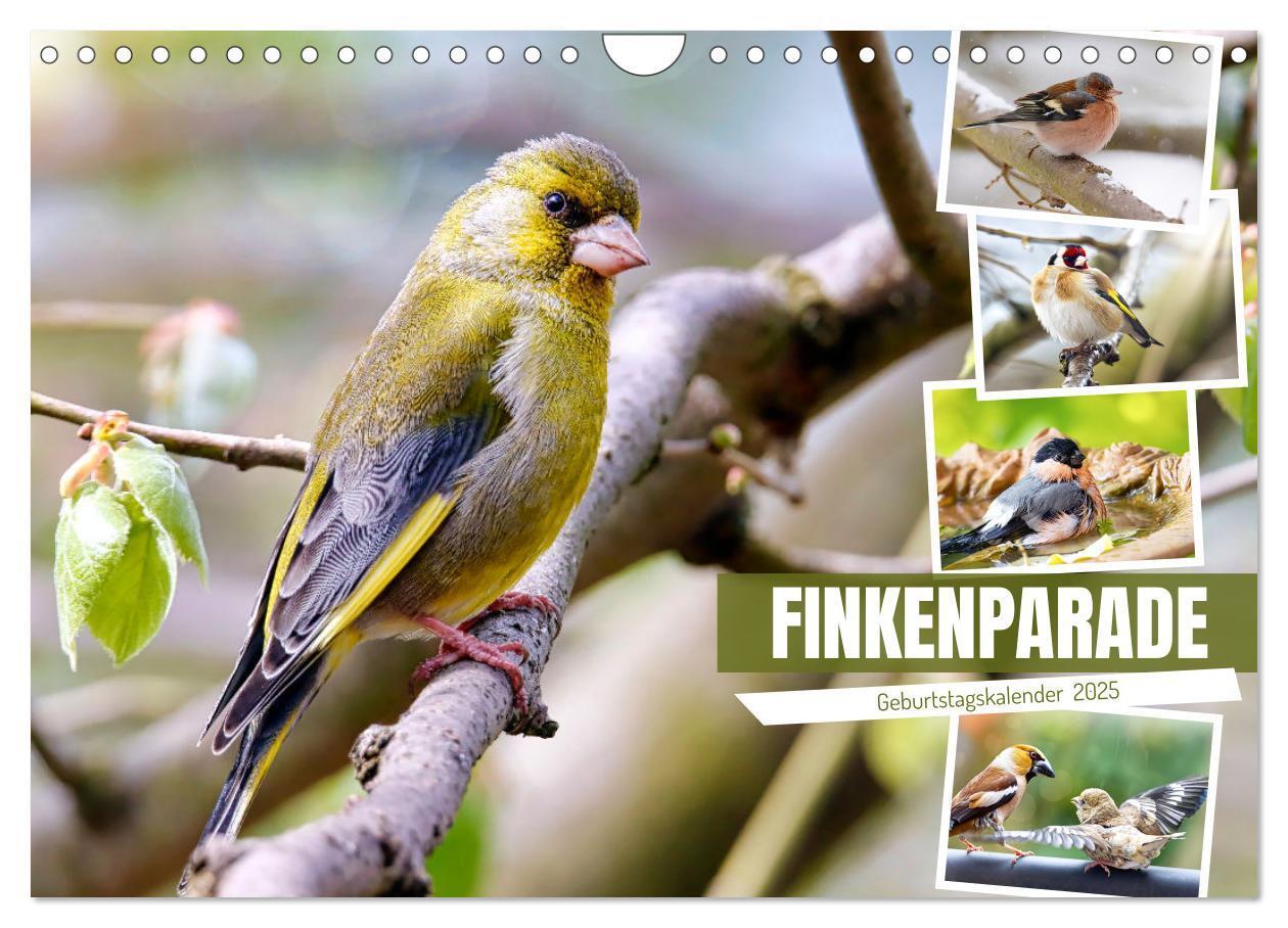 Cover: 9783383868689 | Finkenparade (Wandkalender 2025 DIN A4 quer), CALVENDO Monatskalender