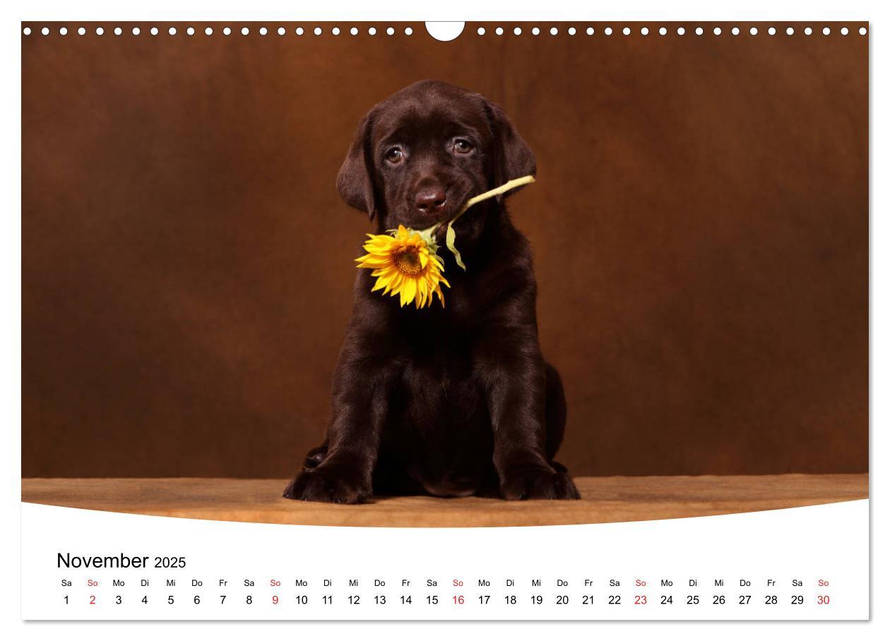 Bild: 9783435199266 | Labrador Welpen - Labrador Puppies (Wandkalender 2025 DIN A3 quer),...