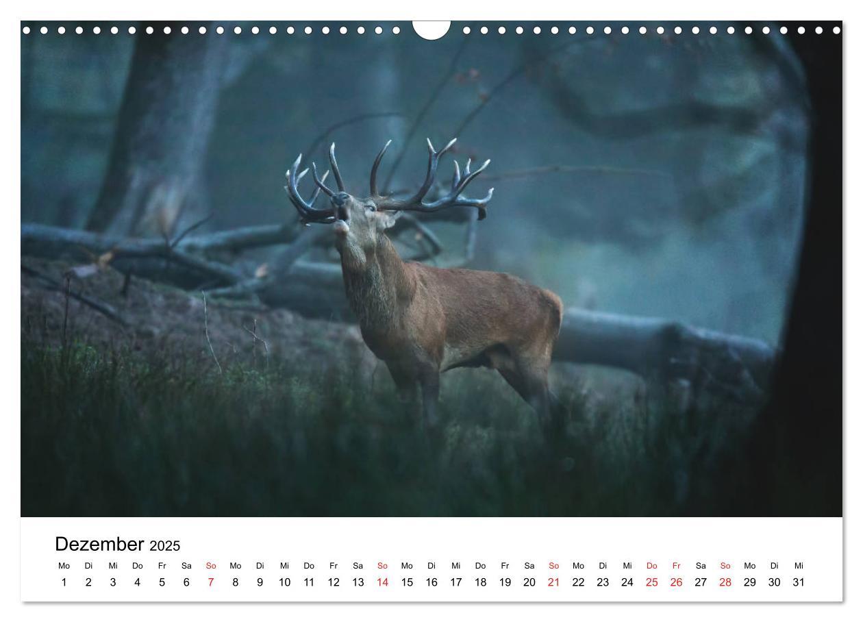 Bild: 9783435311996 | Unsere heimische Tierwelt (Wandkalender 2025 DIN A3 quer), CALVENDO...