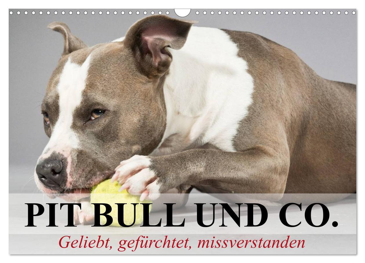 Cover: 9783435658442 | Pit Bull und Co. - Geliebt, gefürchtet, missverstanden...