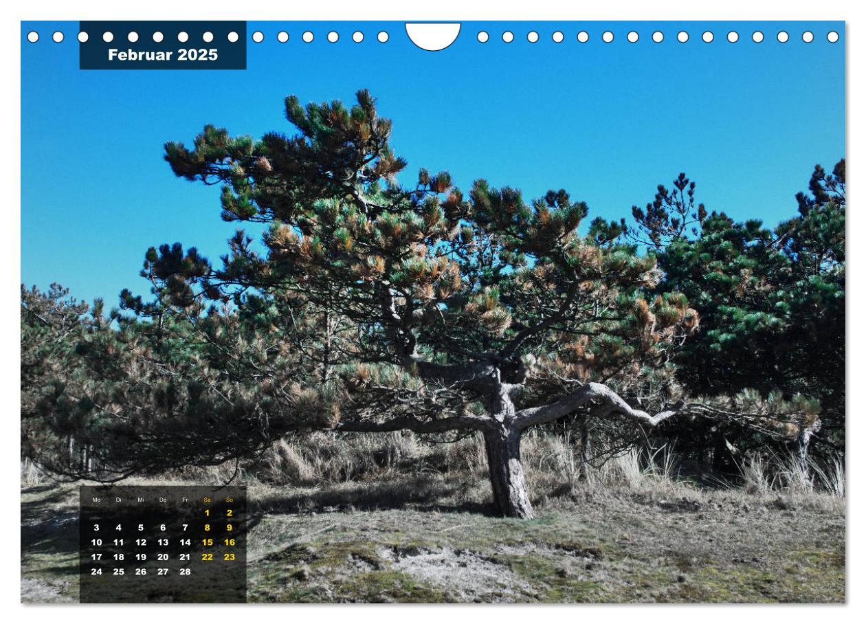 Bild: 9783435331802 | Texel Insel mit Charakter (Wandkalender 2025 DIN A4 quer), CALVENDO...