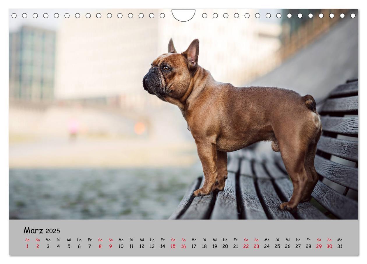 Bild: 9783435222506 | Französische Bulldogge - Clowns auf vier Pfoten (Wandkalender 2025...