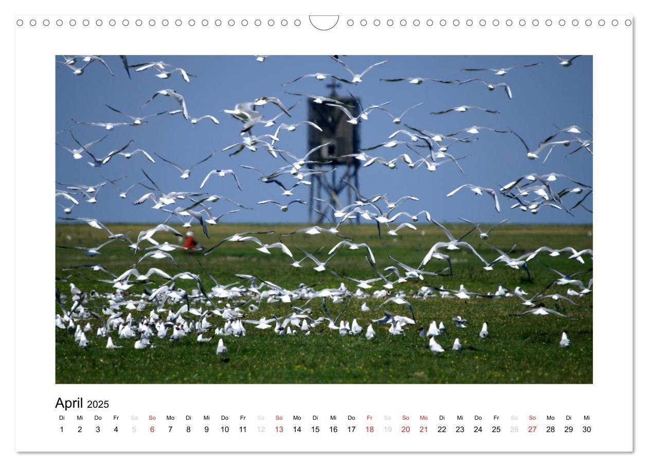 Bild: 9783435709670 | Die schöne Insel Neuwerk (Wandkalender 2025 DIN A3 quer), CALVENDO...