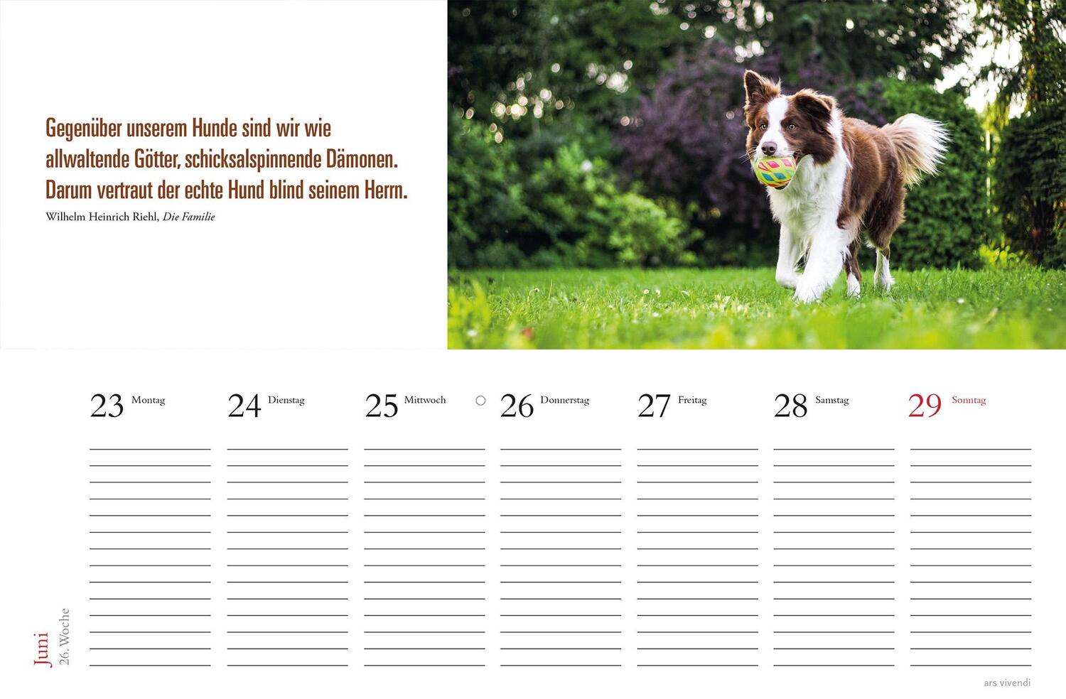 Bild: 9783747205709 | Tischkalender Hunde 2025 | Tischkalender | ars vivendi verlag | 53 S.