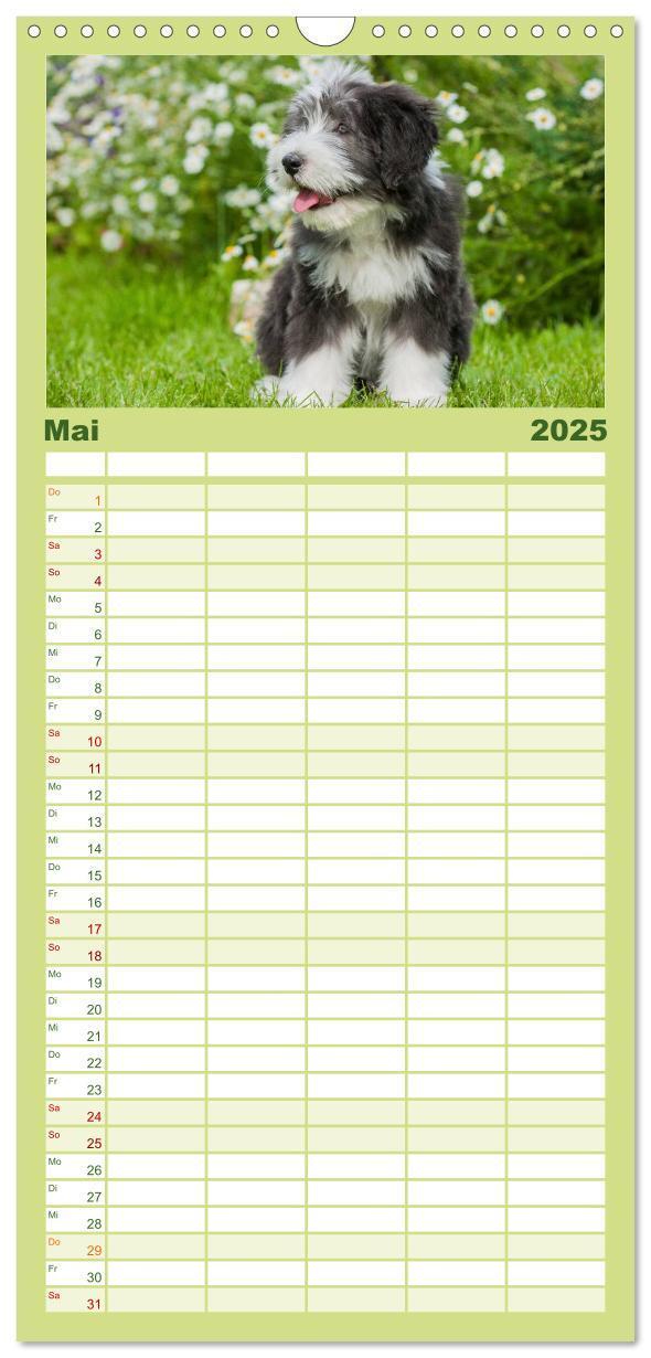 Bild: 9783457125168 | Familienplaner 2025 - Liebenswerter Clown Bearded Collie mit 5...