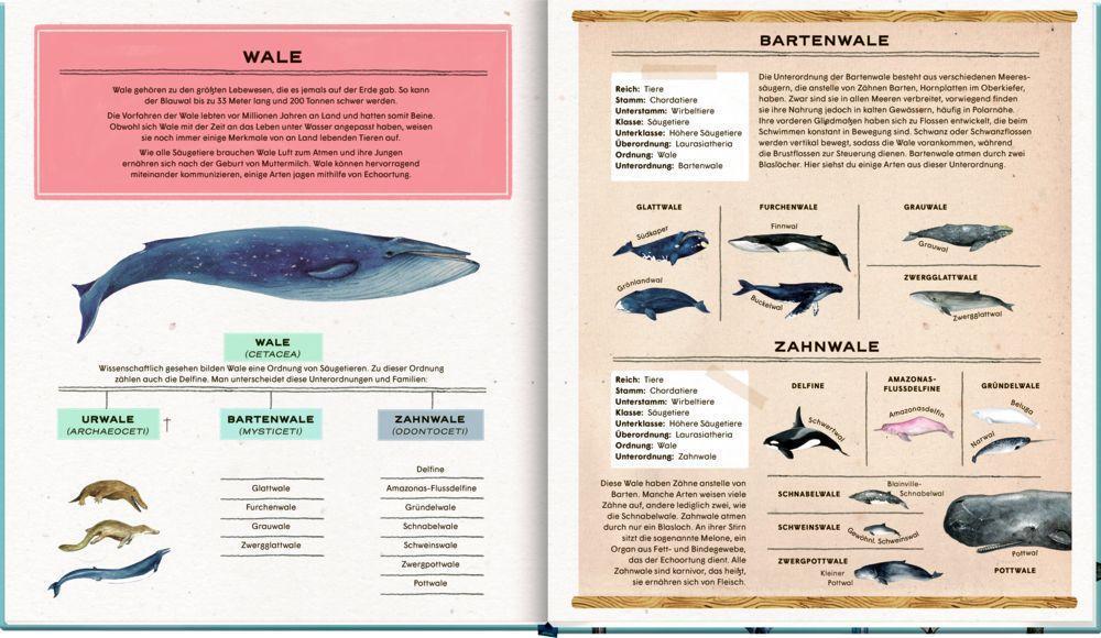 Bild: 9783649644255 | Die geheime Welt der Wale | Ein Sachbilderbuch | Rena Ortega | Buch