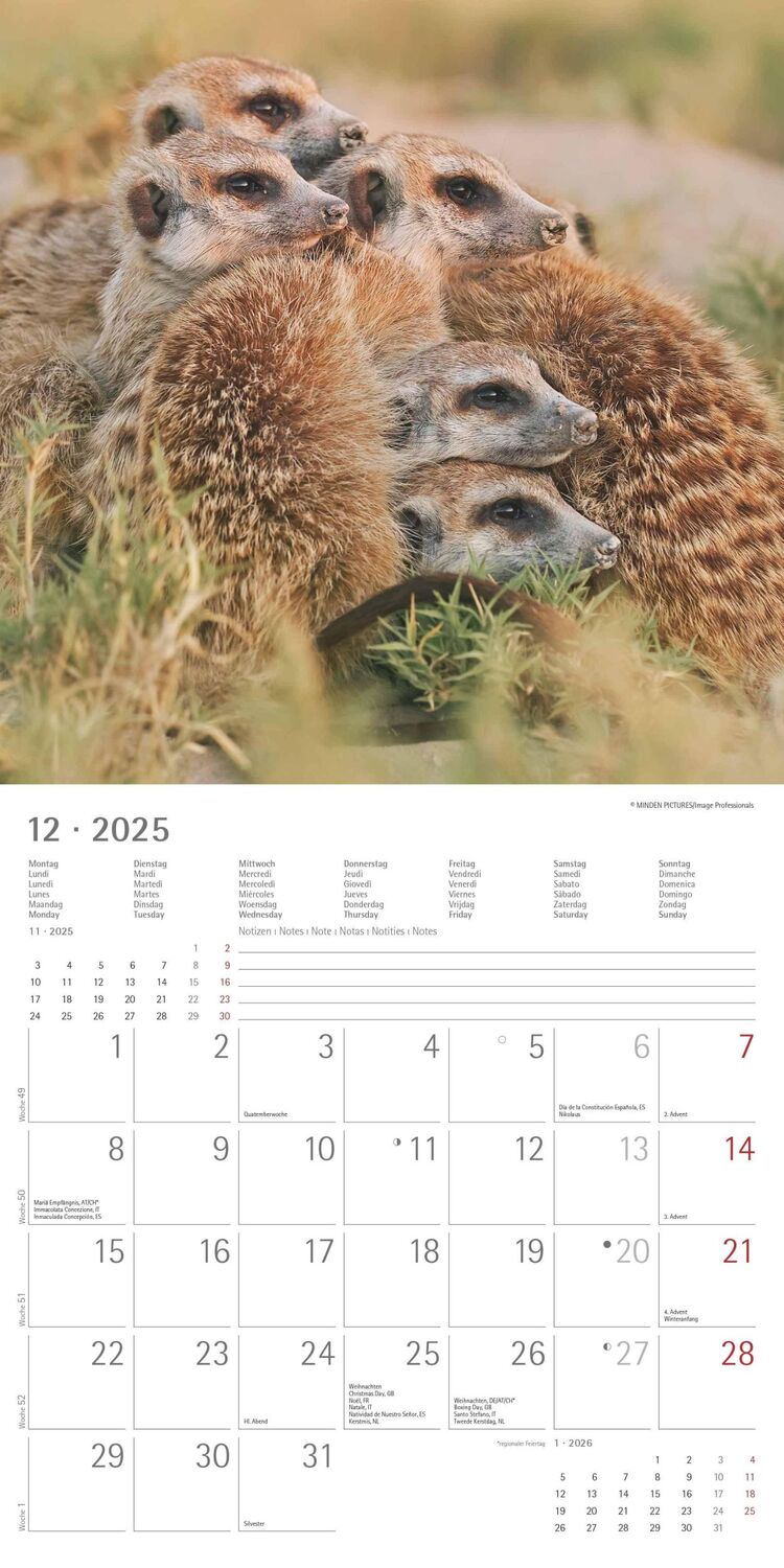 Bild: 4251732340742 | Erdmännchen 2025 - Broschürenkalender 30x30 cm (30x60 geöffnet) -...