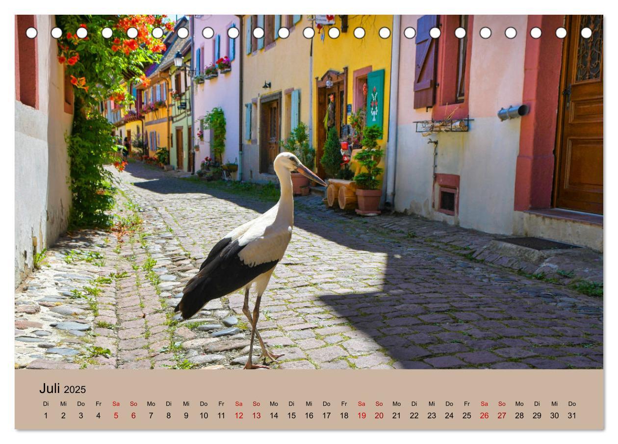 Bild: 9783435019038 | Der Storchenkalender (Tischkalender 2025 DIN A5 quer), CALVENDO...