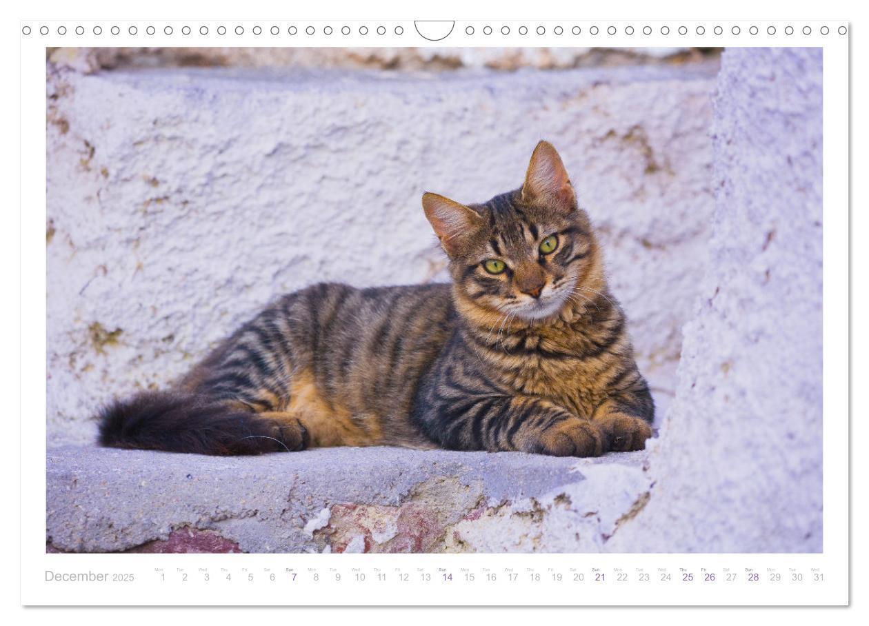 Bild: 9781325833832 | Cats of the Greek Islands (Wall Calendar 2025 DIN A3 landscape),...