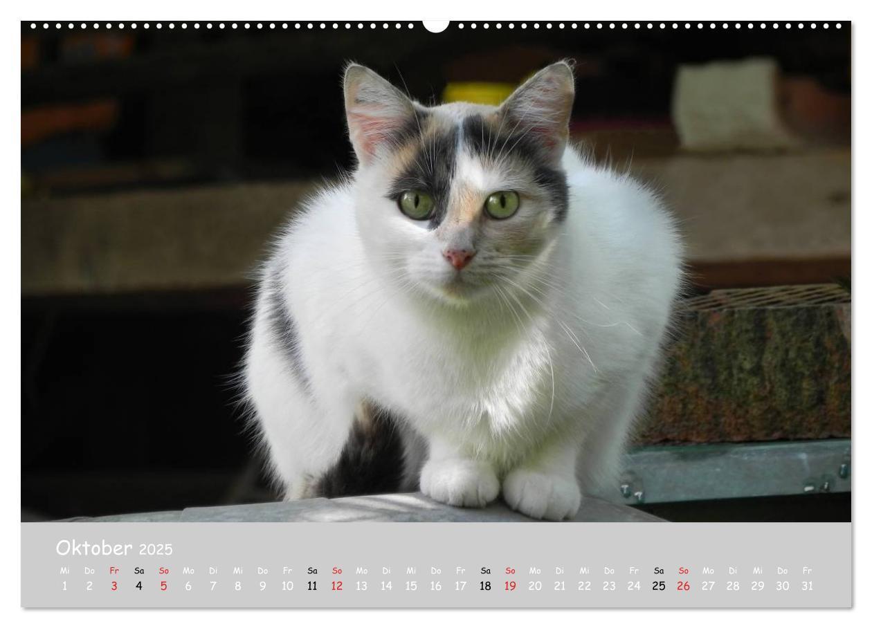 Bild: 9783435787333 | Katzen des Südens (Wandkalender 2025 DIN A2 quer), CALVENDO...