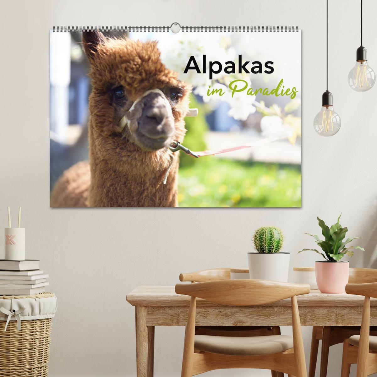 Bild: 9783457218723 | Alpakas im Paradies (Wandkalender 2025 DIN A2 quer), CALVENDO...