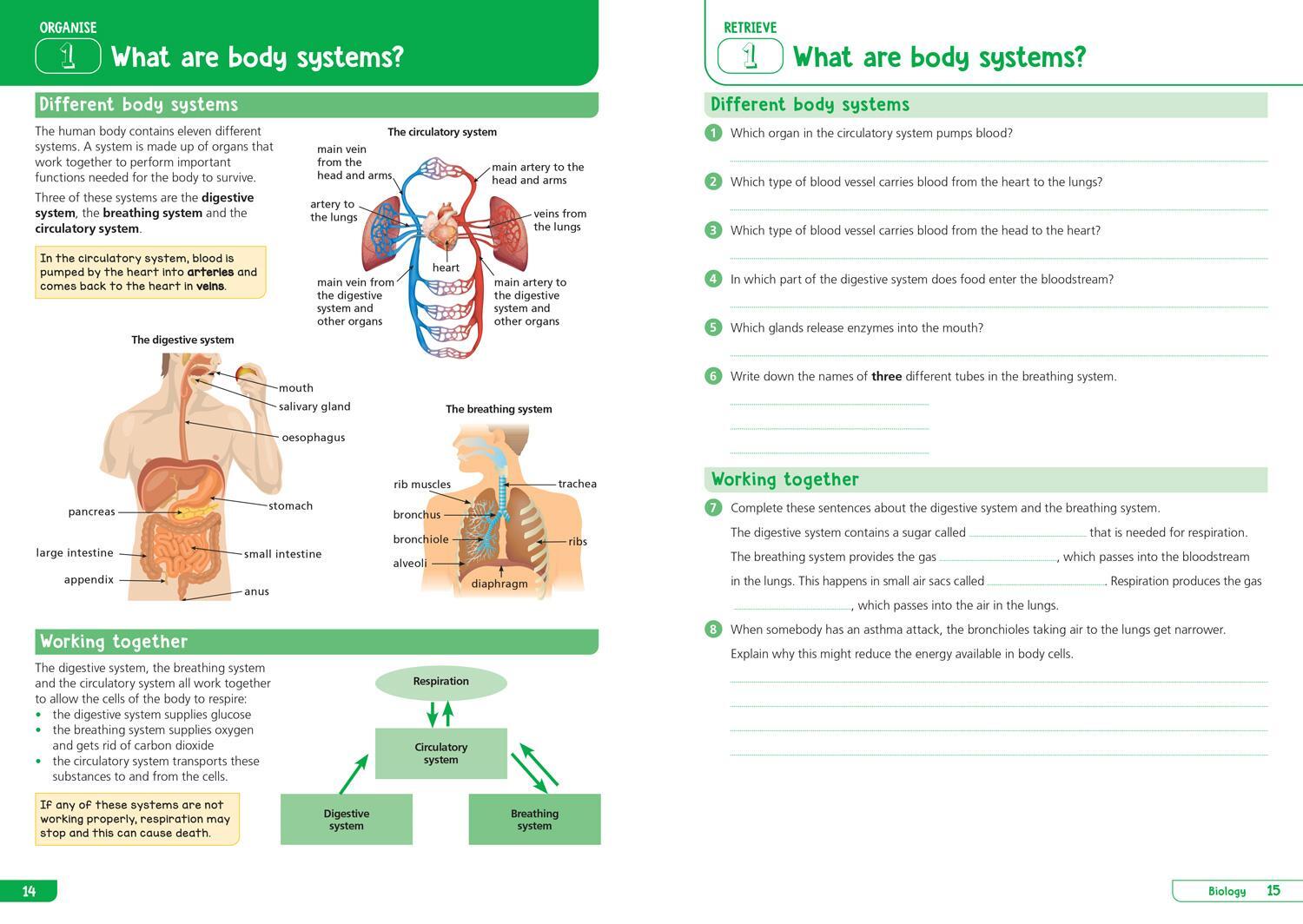 Bild: 9780008598686 | KS3 Science Year 8: Organise and retrieve your knowledge | Collins KS3