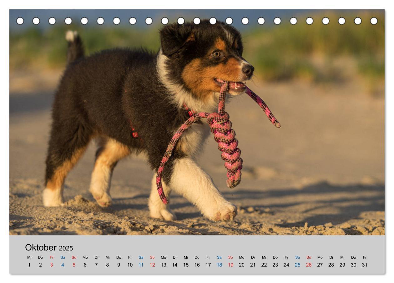 Bild: 9783435150335 | Australian Shepherd Welpen 2025 (Tischkalender 2025 DIN A5 quer),...