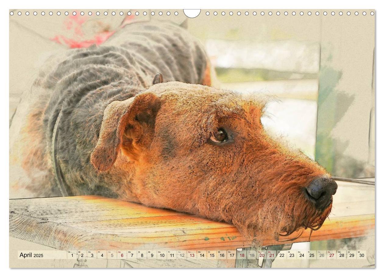 Bild: 9783435627264 | Airedale Terrier 2025 (Wandkalender 2025 DIN A3 quer), CALVENDO...