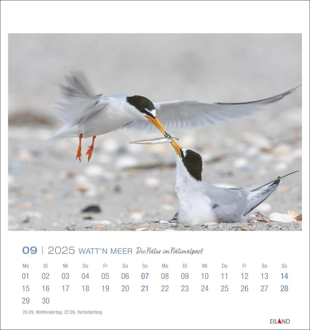 Bild: 9783964023285 | Watt'n Meer Postkartenkalender 2025 - Die Natur im Nationalpark | 2025