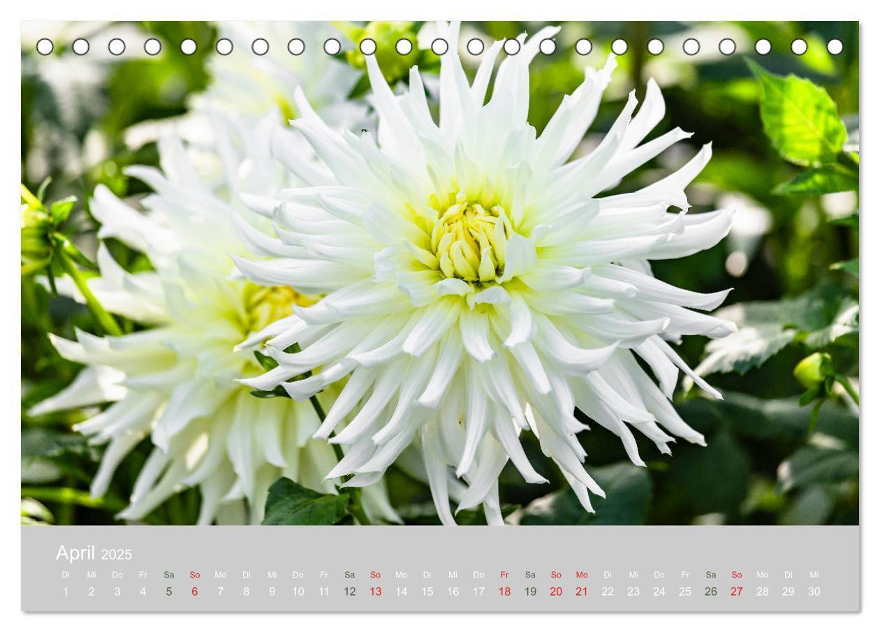 Bild: 9783435298815 | Dahlien - Prachtvolle Blüten des Spätsommers (Tischkalender 2025...