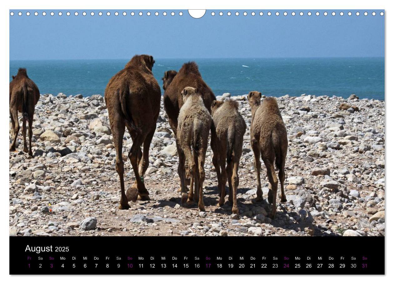 Bild: 9783435709588 | Kamele 2025 - Unterwegs mit zottigen Wüstenschiffen (Wandkalender...