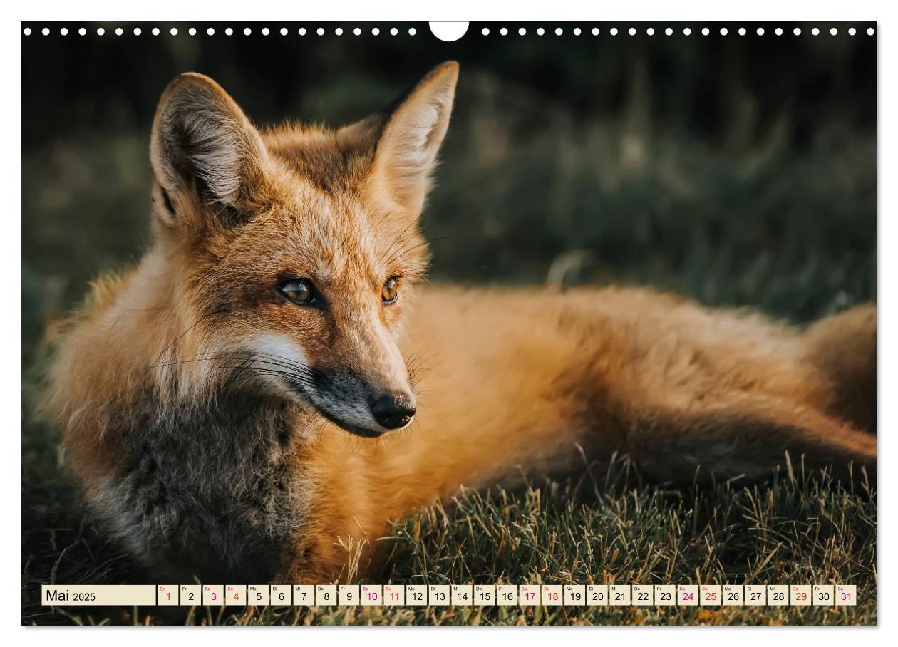 Bild: 9783435336265 | Fuchs - schlauer Räuber (Wandkalender 2025 DIN A3 quer), CALVENDO...