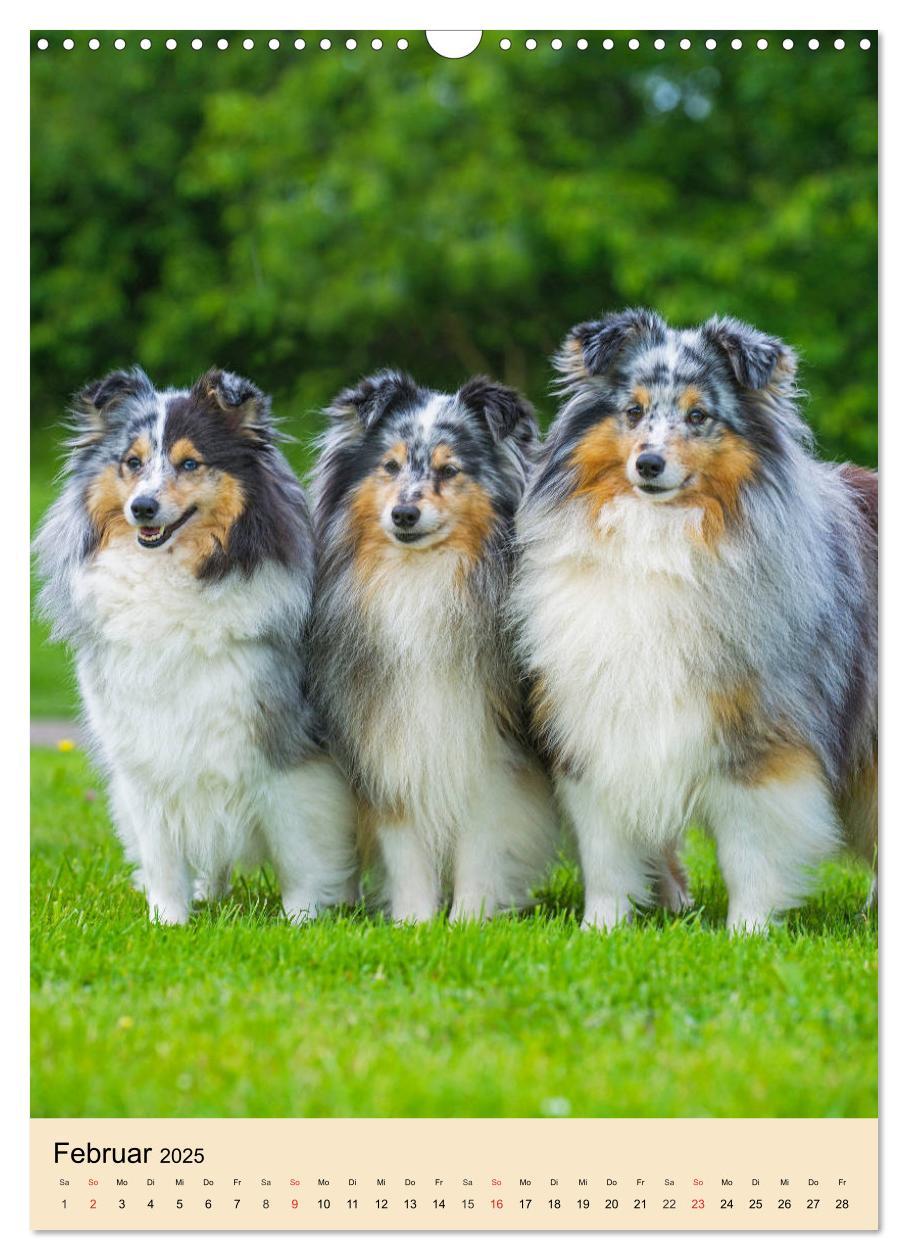 Bild: 9783435960101 | Sheltie - Wirbelwind auf 4 Pfoten (Wandkalender 2025 DIN A3 hoch),...